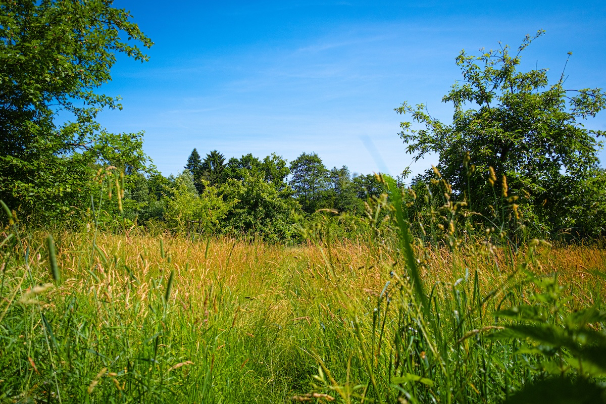 Nature Photography